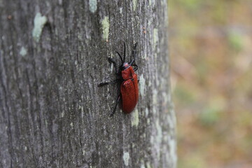 Coraliomela brunnea (Barata-do-coqueiro, Falsa-barata-das-palmeiras, falsa-barata-do-coqueiro) . Brazilian beetle, palm pest.