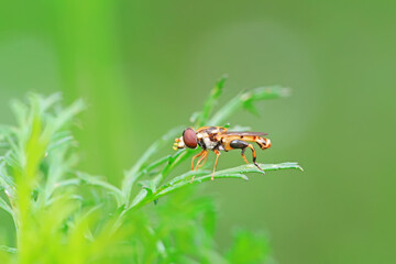 Flies on plants in the nature, North China Plain
