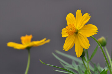 Closeup of yellow Cosmos caudatus flower in the garden