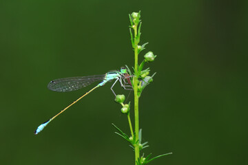 Damselflies perch on green leaves