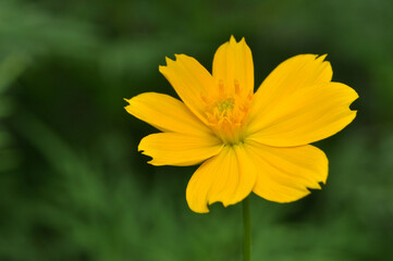 Closeup of yellow Cosmos caudatus flower in the garden