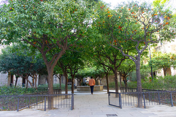 trees in the park