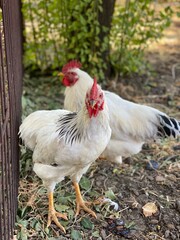 Two adult white cocks on the street
