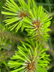 pine needles