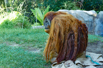 close up of a orangutan