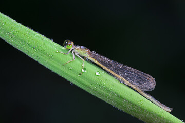 Damselflies perch on green leaves