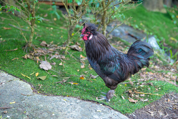 Thai chicken or beautiful thai rooster colorful chicken, focus selective.