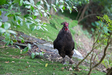 Thai chicken or beautiful thai rooster colorful chicken, focus selective.