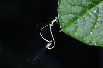 Damselflies mate on green leaves