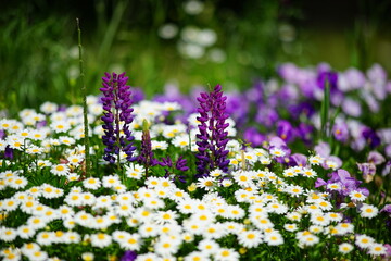 紫色のアジュガと白色のマーガレットの美しい花壇