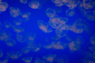 jellyfish in the water