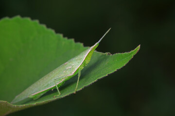 Atractomorpha sinensis lives on weeds in the North China Plain