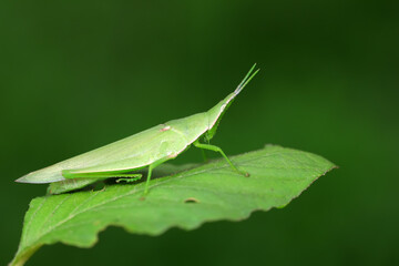 Atractomorpha sinensis lives on weeds in the North China Plain