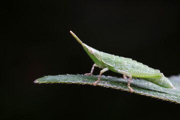 Atractomorpha sinensis lives on weeds in the North China Plain