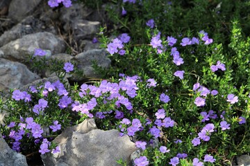 Eremophila flowering in limestone rockery, South Australia