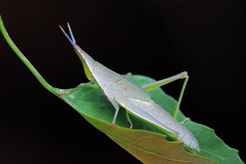 Atractomorpha sinensis lives on weeds in the North China Plain