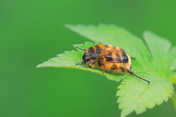 Beetles live on weeds in the North China Plain