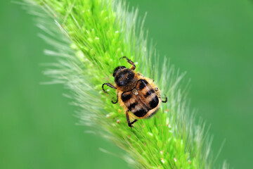 Beetles live on weeds in the North China Plain