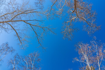 The tops of birches and poplar trees on the blue sky background. Autumn tree branches without leaves against a clear blue sky.
