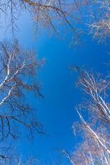 The tops of birches and poplar trees on the blue sky background. Autumn tree branches without leaves against a clear blue sky.