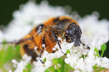 Beetles live on weeds in the North China Plain