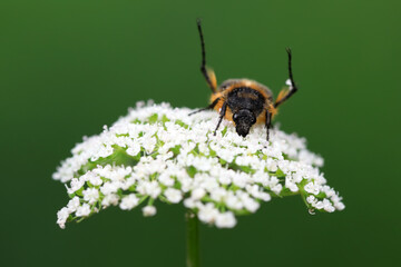 Beetles live on weeds in the North China Plain