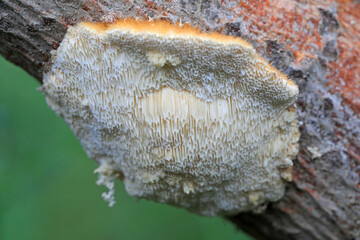 Polypores are on the dry trees, North China