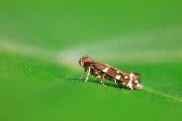 Moths inhabit plants in a natural state, North China Plain