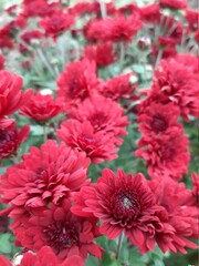 red chrysanthemum flowers