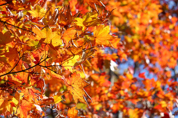 紅葉 もみじ 葉っぱ 秋 美しい