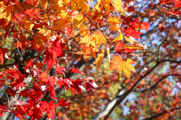 紅葉 枯れ葉 明るい 赤い 秋 公園