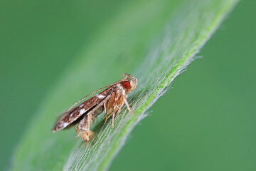 Moths on leaves in nature, North China Plain