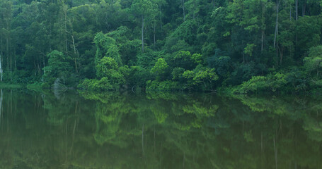 Forest plant and water reservoir