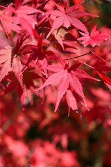 赤 もみじ 紅葉 秋 赤い 落ち着いた 和風