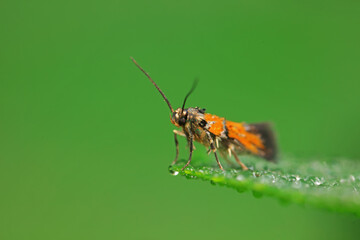 Moths on leaves in nature, North China Plain