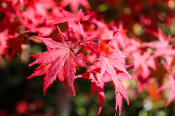 紅葉 赤い もみじ 和風 日本 鮮やか