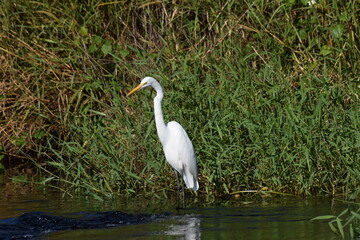 Egret
