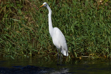 Egret