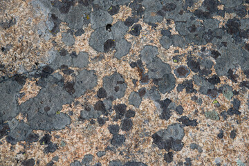 Close-up pattern of moss and lichen on the texture of wild stone. Abstract natural background