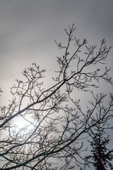 Dark silhouette of a large tree with a lot of curved branches without leaves against a gray cloudy sky.