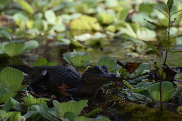 Obraz premium alligator