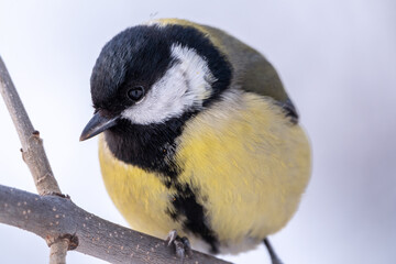 Naklejka premium Cute bird Great tit, songbird sitting on a branch without leaves in the autumn or winter.