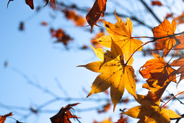 秋 紅葉 もみじ 落ち着いた オレンジ