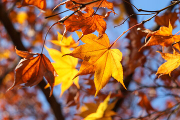 秋 もみじ 紅葉 黄色 落ち着いた 枯れ葉