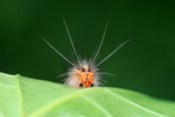 The larvae of moths are covered with bristles and look terrible