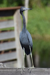 Blue Heron Profile