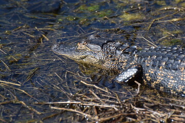 alligator