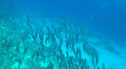 Tropical coral reef. Ecosystem and environment. Egypt. Near Sharm El Sheikh