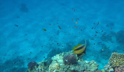 Tropical coral reef. Ecosystem and environment. Egypt. Near Sharm El Sheikh