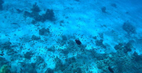 Tropical coral reef. Ecosystem and environment. Egypt. Near Sharm El Sheikh